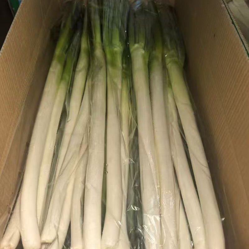产地大葱出口市场批发零售精品通货电商零售