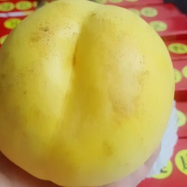 金丝蜜桃