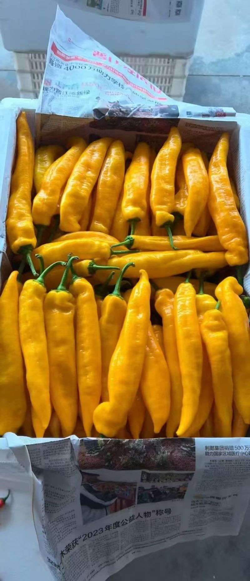 巴莱姆甜椒市场批发零售商超精品电商