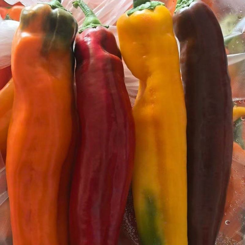 巴莱姆甜椒市场批发零售商超精品电商