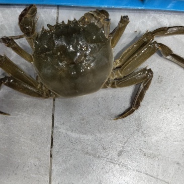 当涂徽湖大闸蟹2丙精品大闸蟹63元一斤