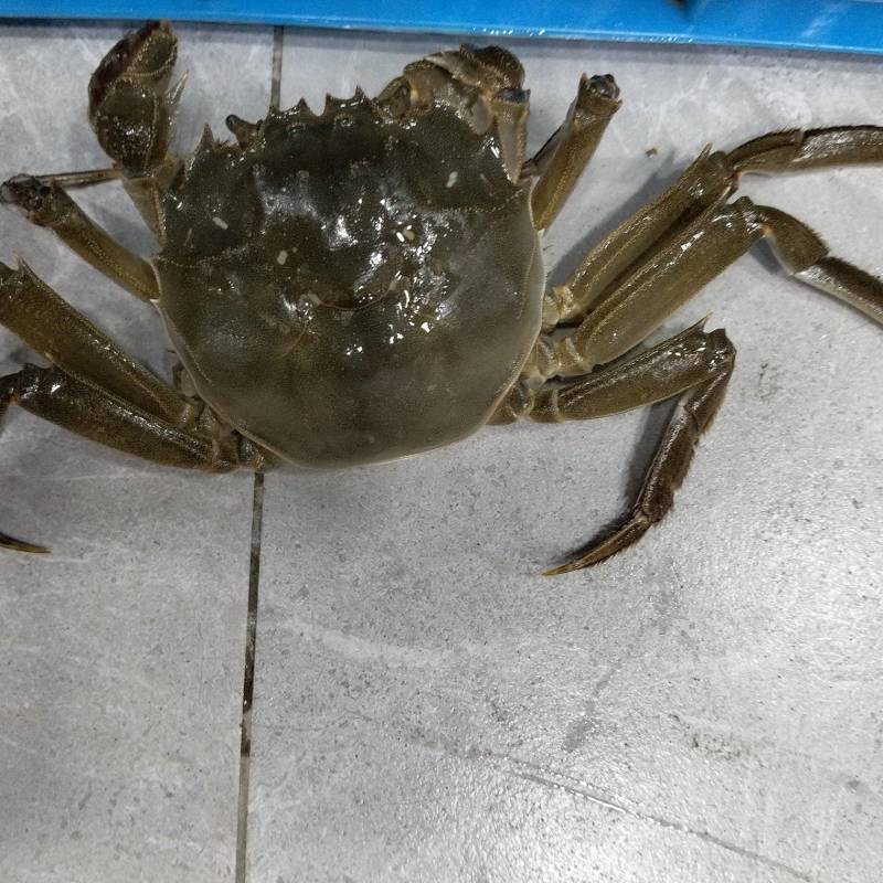 当涂徽湖大闸蟹2丙精品大闸蟹63元一斤