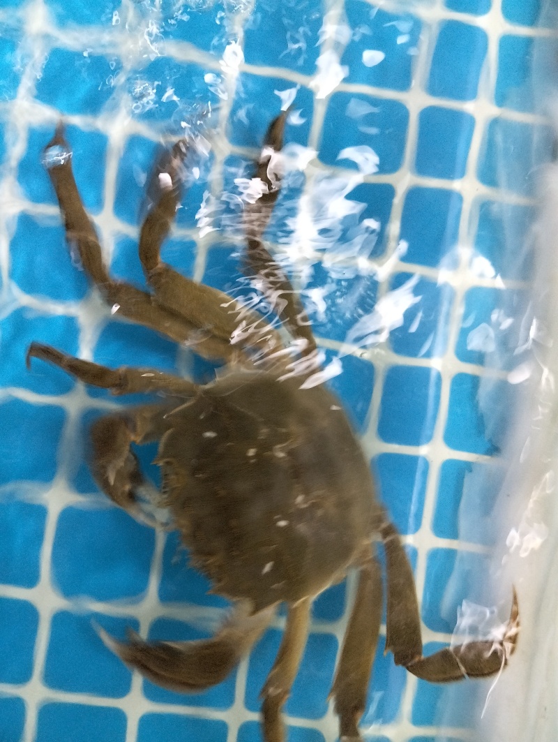 当涂徽湖大闸蟹2丙精品大闸蟹63元一斤