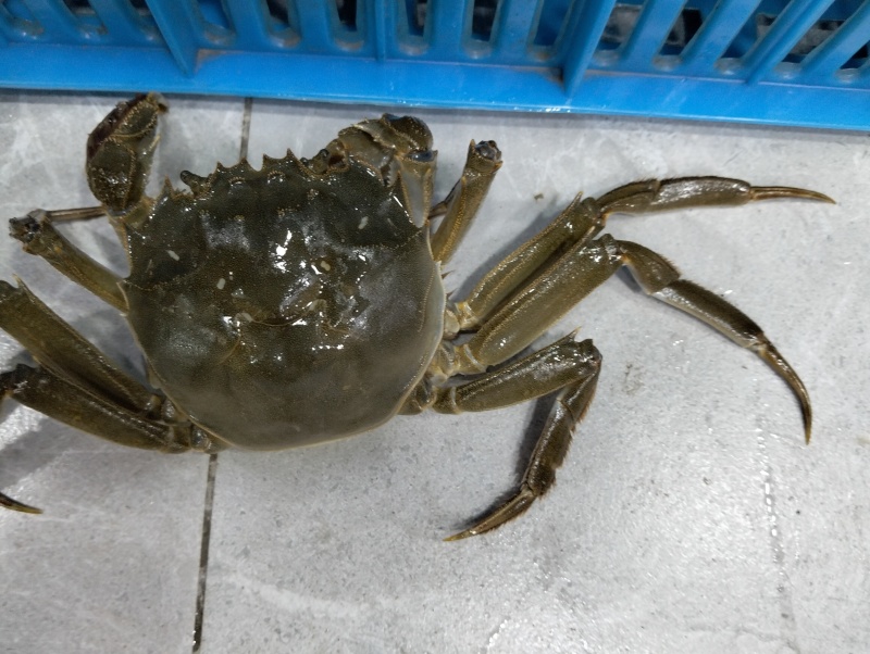 当涂徽湖大闸蟹2丙精品大闸蟹63元一斤