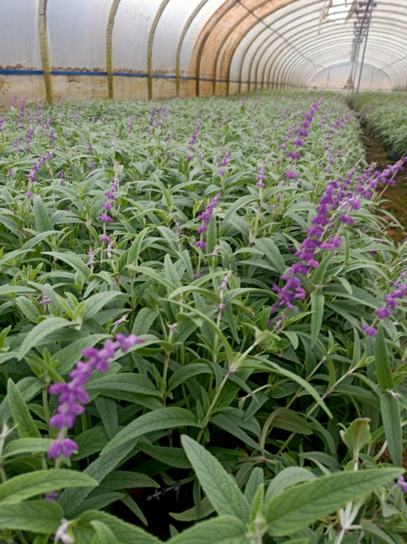 鼠尾草
