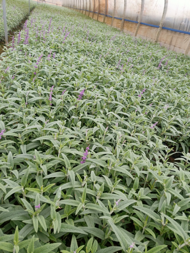 鼠尾草
