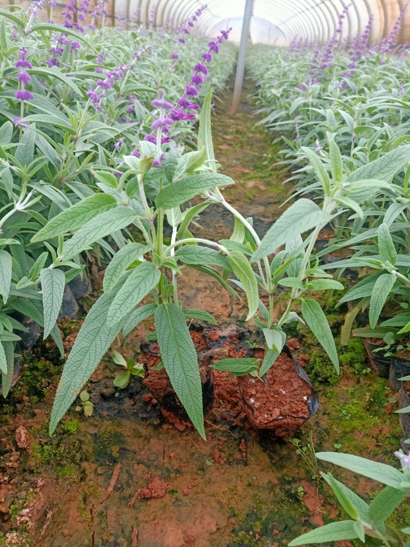 鼠尾草