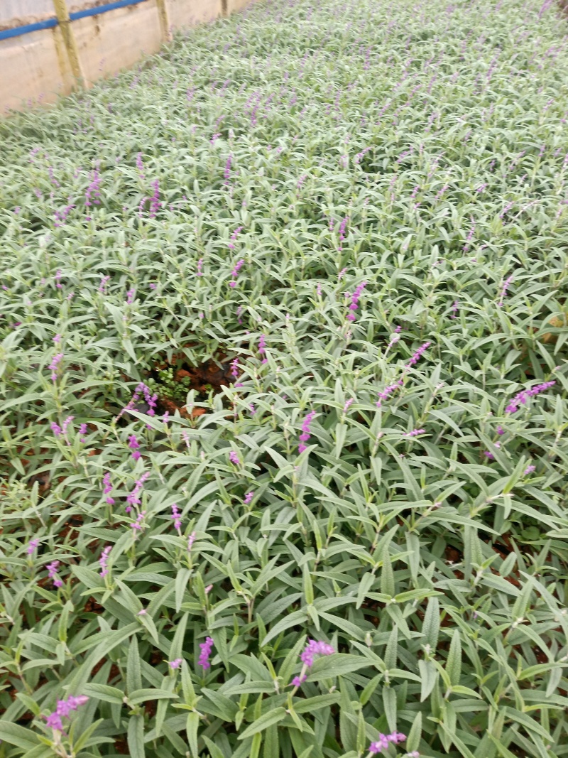 鼠尾草