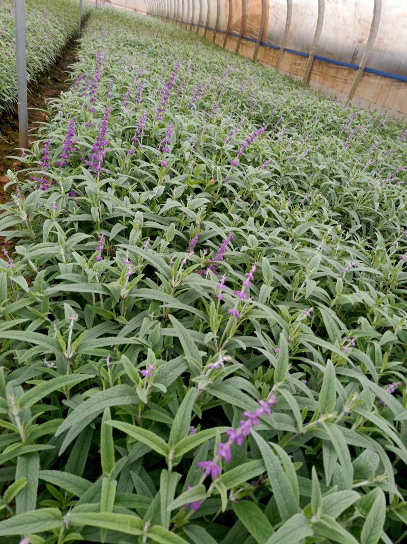 鼠尾草