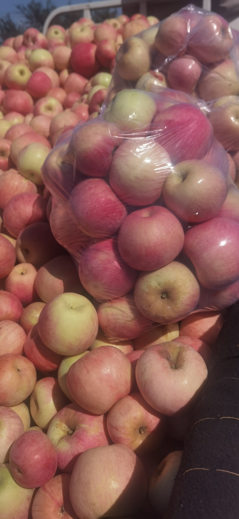 绥中寒富苹果大量上市，望广大客户前来选购。