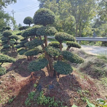 精品赤楠自产自销