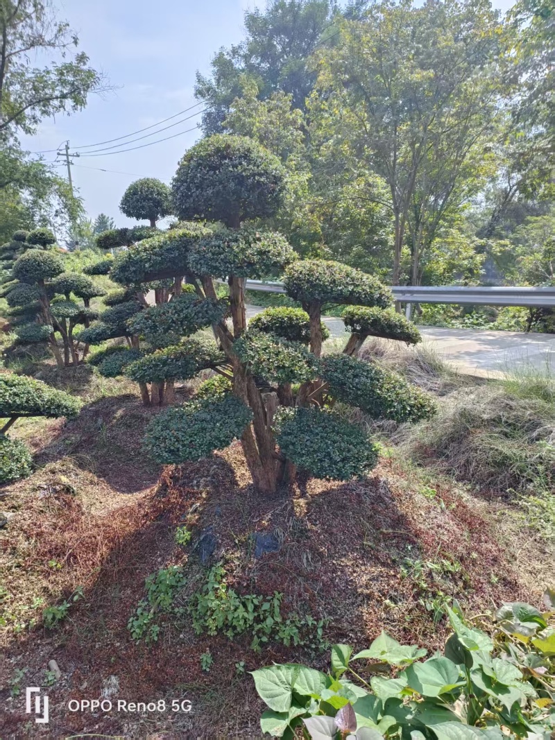精品赤楠自产自销