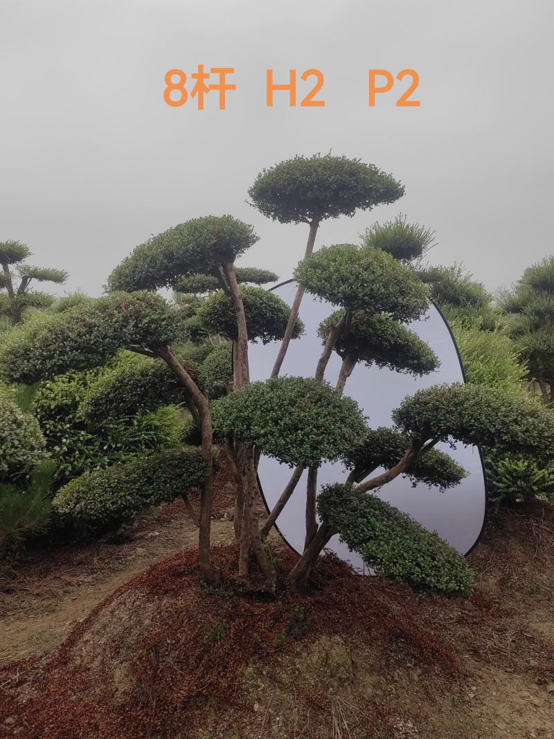 精品赤楠自产自销
