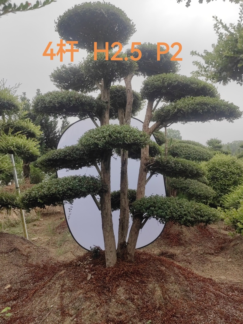 精品赤楠自产自销