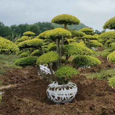 矮桩多干亮晶女贞