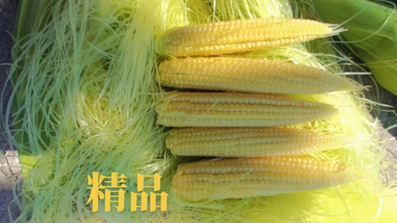 带壳玉米笋