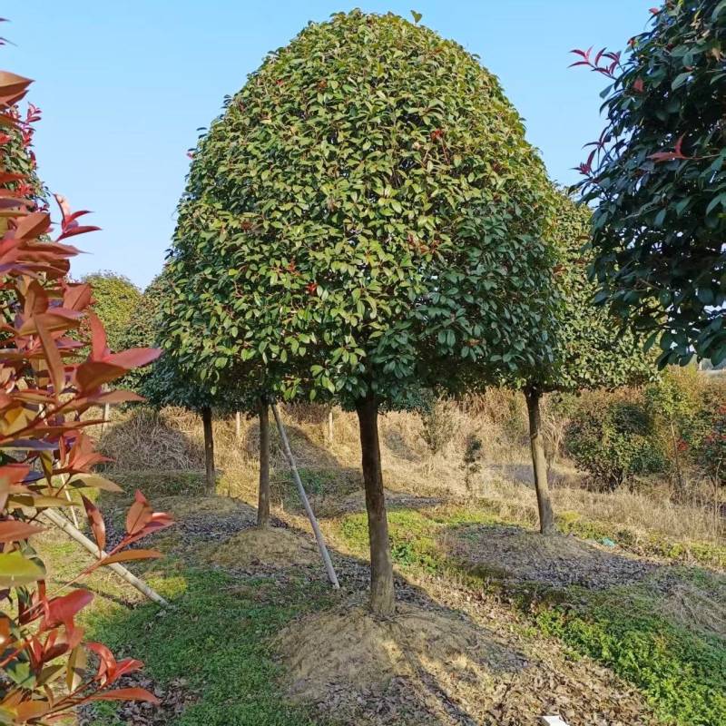 苹果型红叶石楠