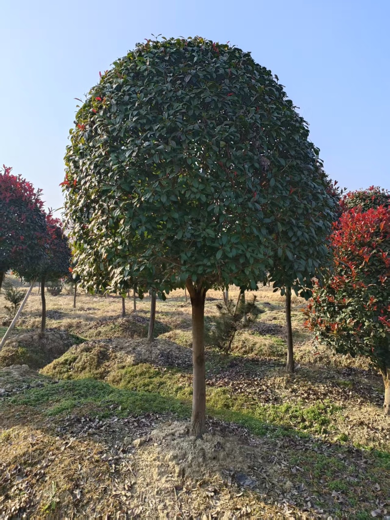 苹果型红叶石楠
