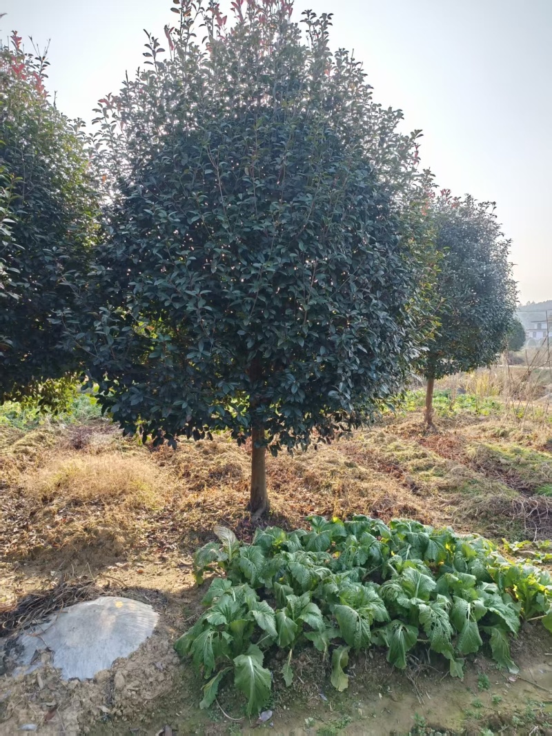 苹果型红叶石楠