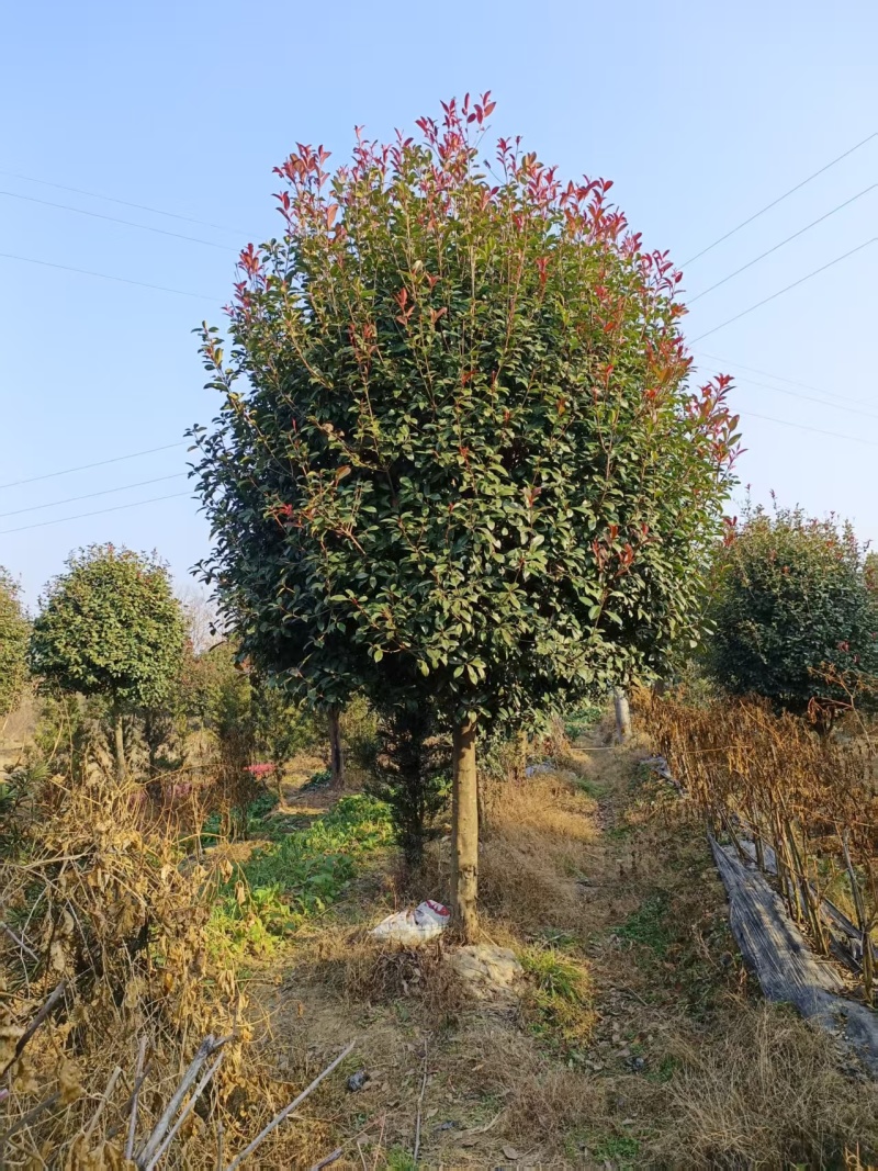 苹果型红叶石楠