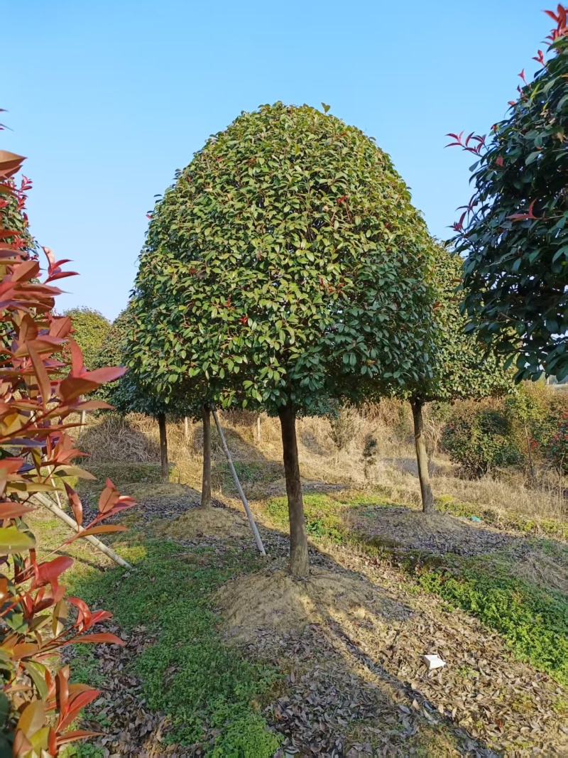 苹果型红叶石楠