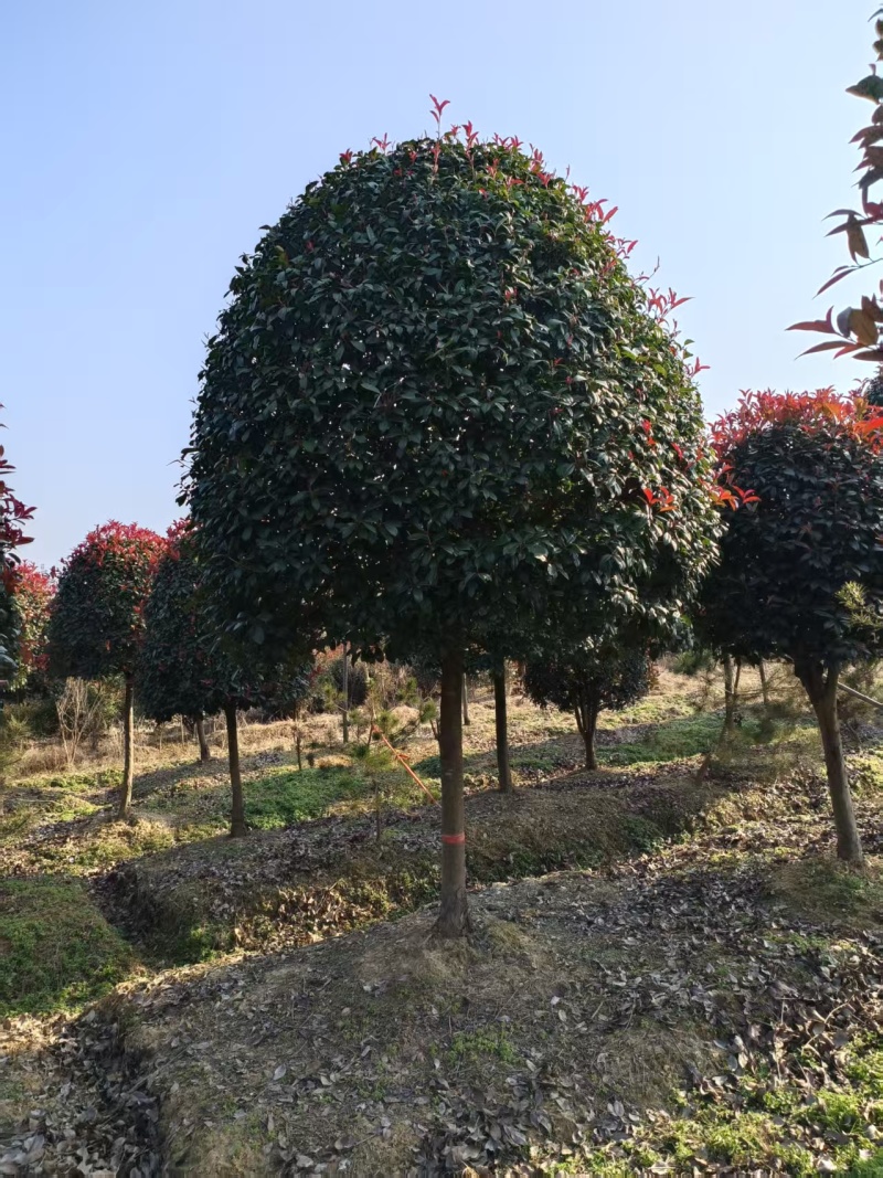 苹果型红叶石楠