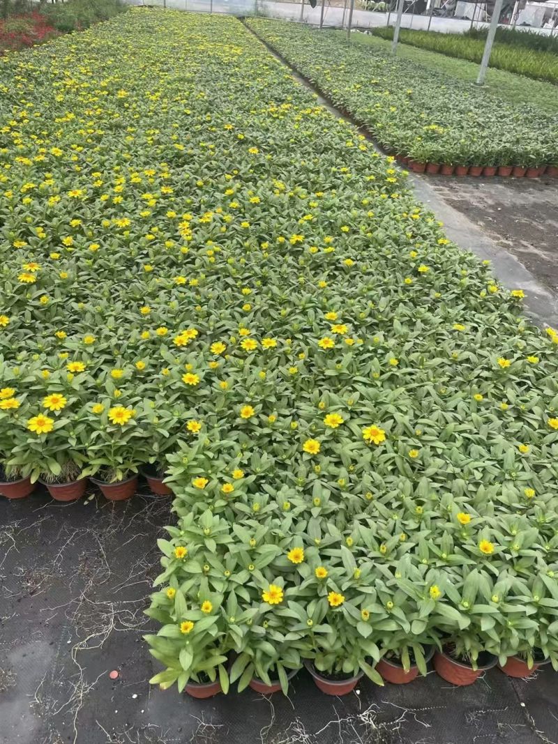 四季草花百日菊180杯，基地有量，欢迎来一亩田订购。