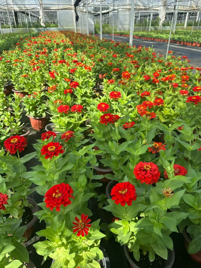 四季草花百日菊180杯，基地有量，欢迎来一亩田订购。
