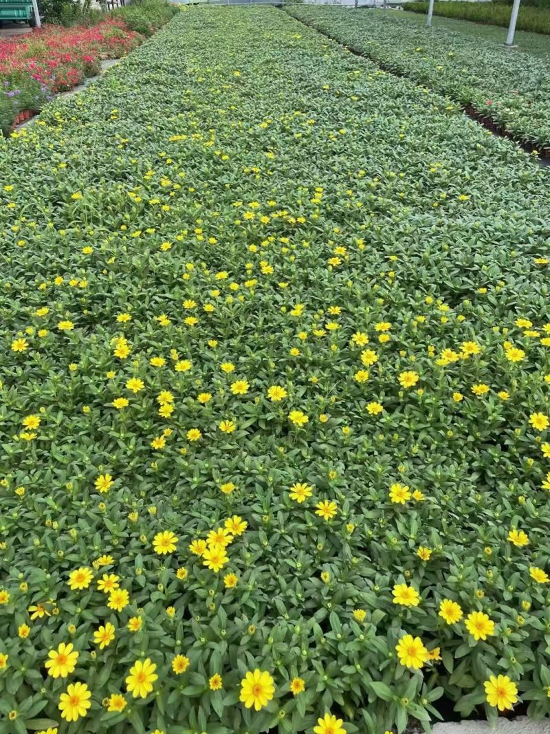 四季草花百日菊180杯，基地有量，欢迎来一亩田订购。