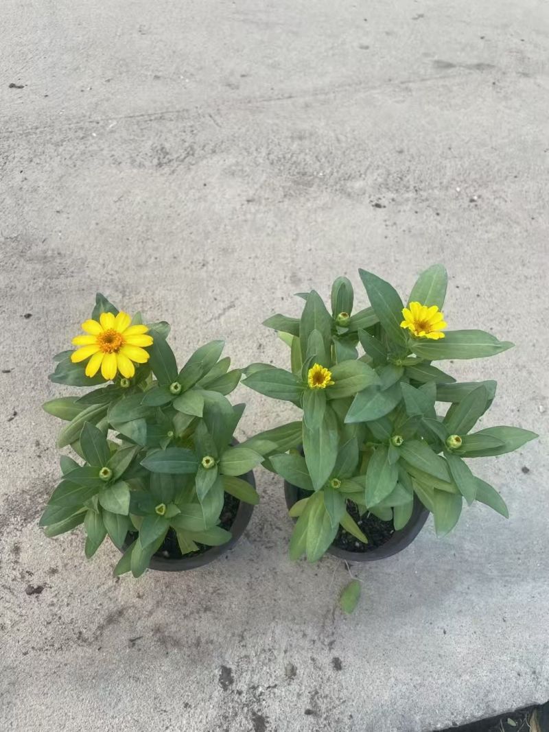 四季草花百日菊180杯，基地有量，欢迎来一亩田订购。