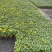 四季草花百日菊180杯，基地有量，欢迎来一亩田订购。