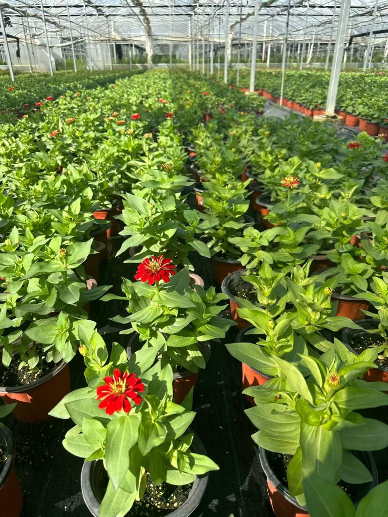 四季草花百日菊180杯，基地有量，欢迎来一亩田订购。