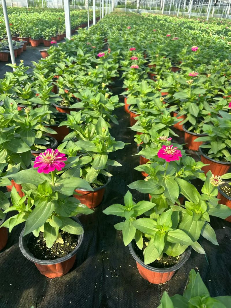 四季草花百日菊180杯，基地有量，欢迎来一亩田订购。