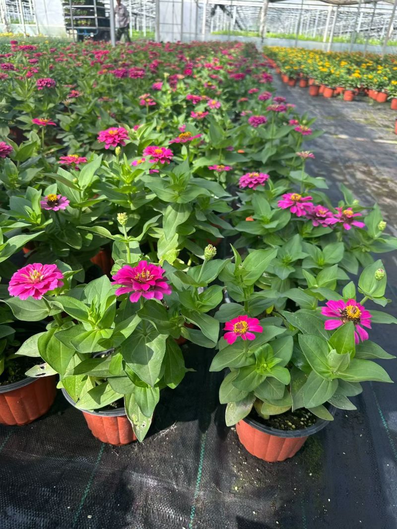 四季草花百日菊180杯，基地有量，欢迎来一亩田订购。