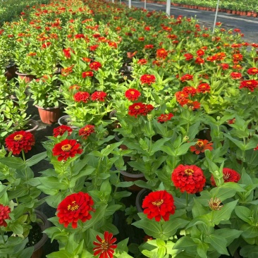 四季草花百日菊180杯，基地有量，欢迎来一亩田订购。