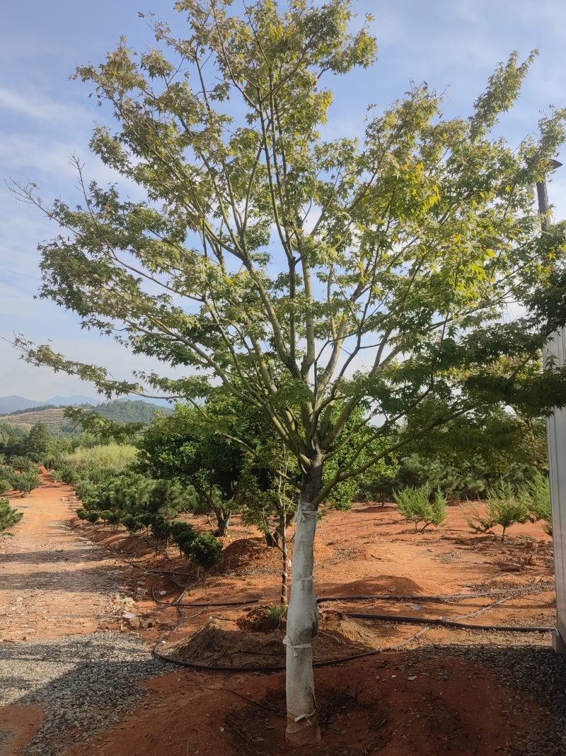 鸡爪槭