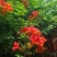 无硫自产自销凌霄花干。