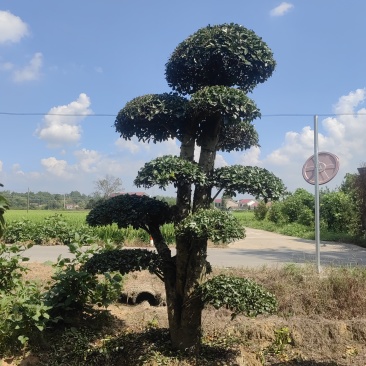 椤木石楠