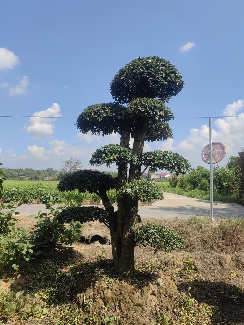 椤木石楠