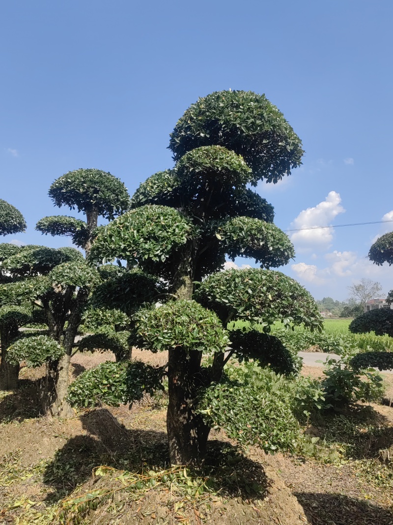 椤木石楠