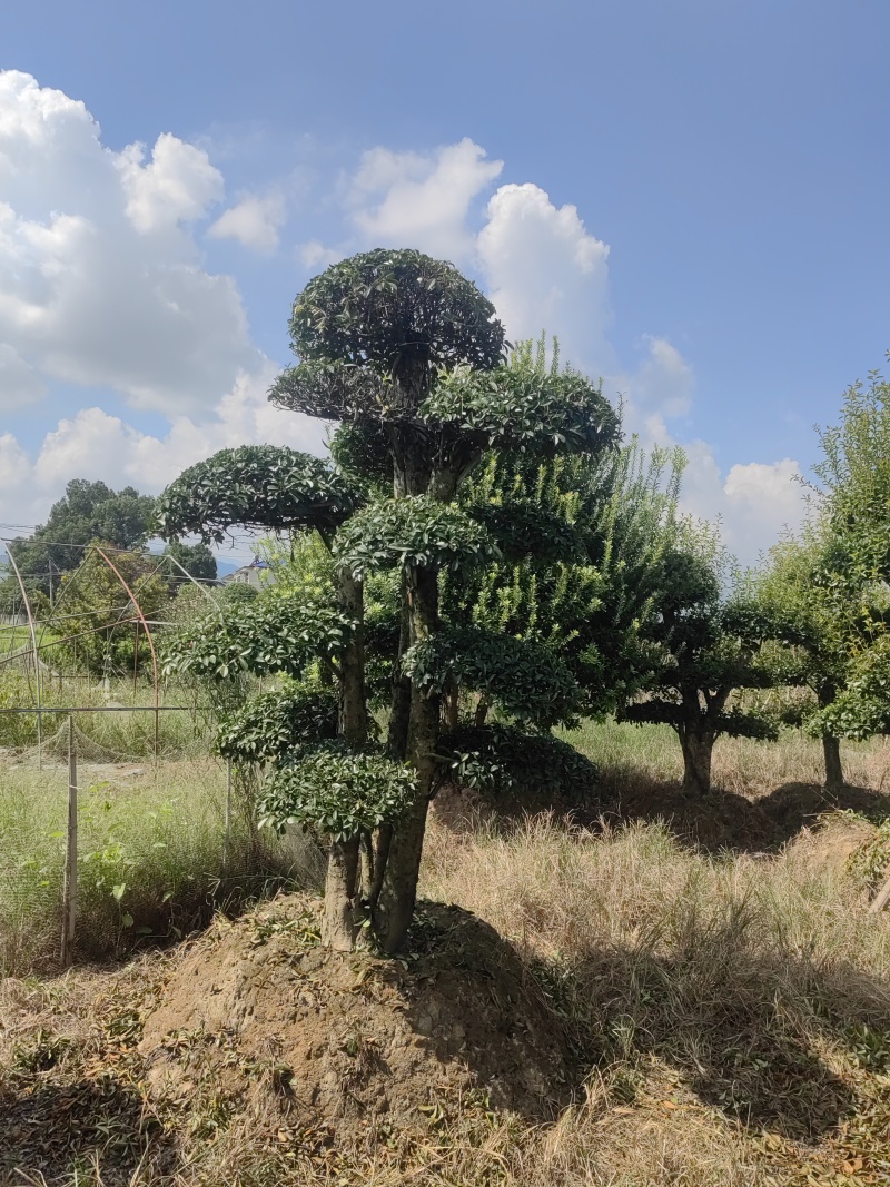 椤木石楠