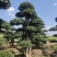 椤木石楠