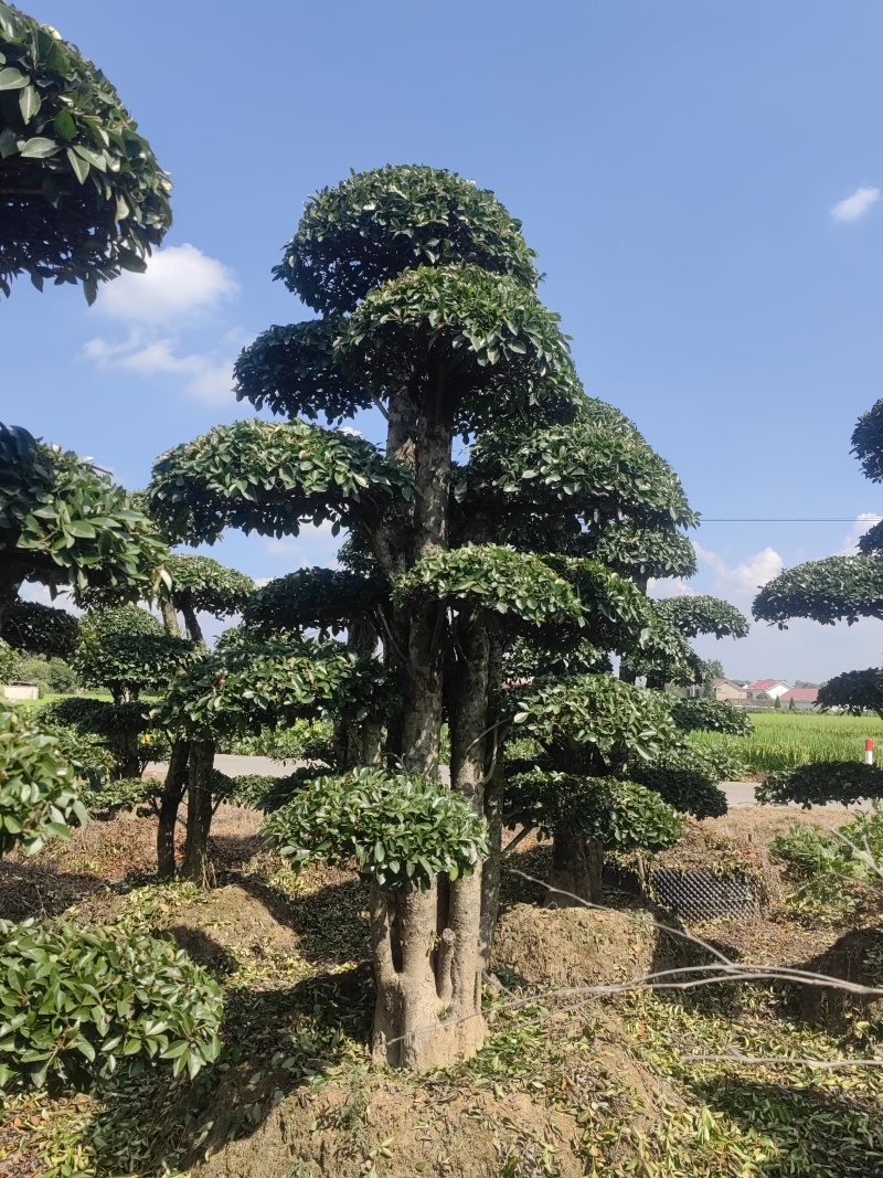 椤木石楠