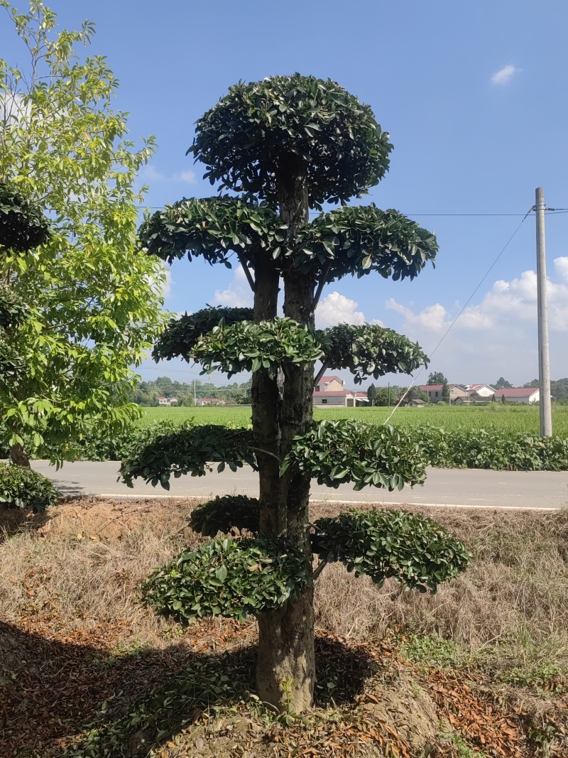 椤木石楠