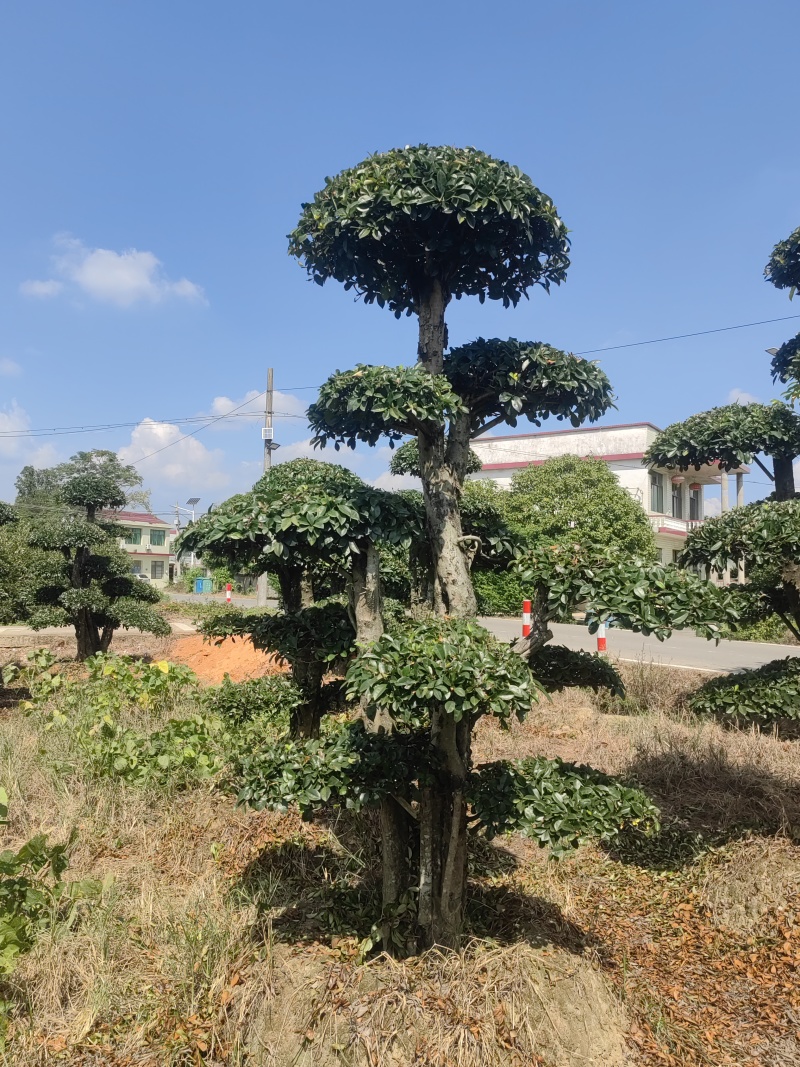 椤木石楠
