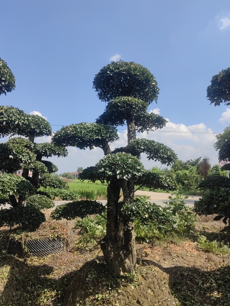 椤木石楠
