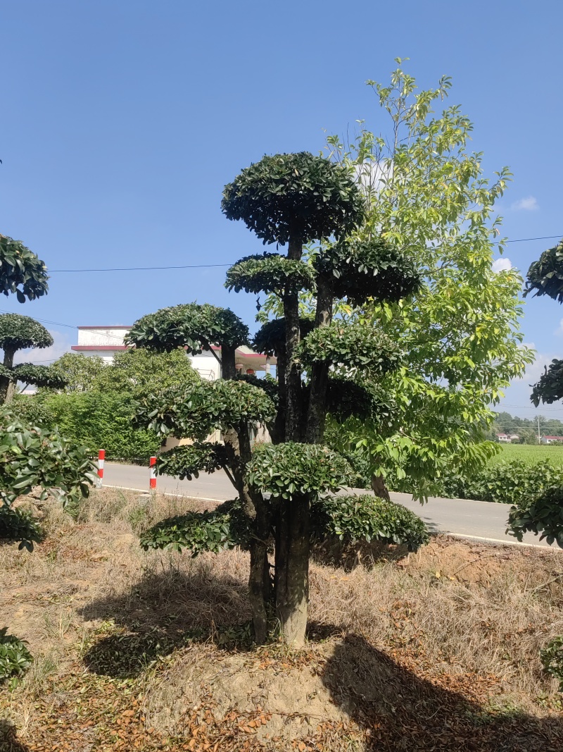 椤木石楠