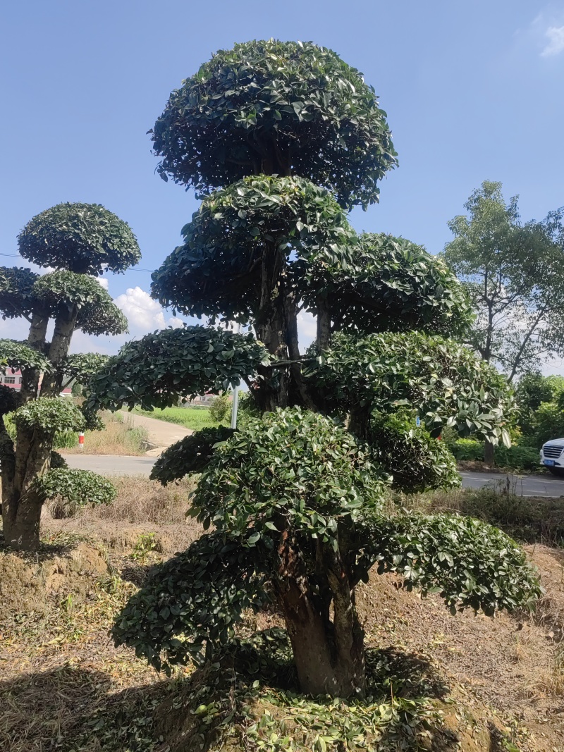 椤木石楠