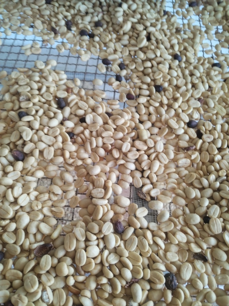 云南高海拔高山全红果卡蒂姆咖啡生豆批发精品
