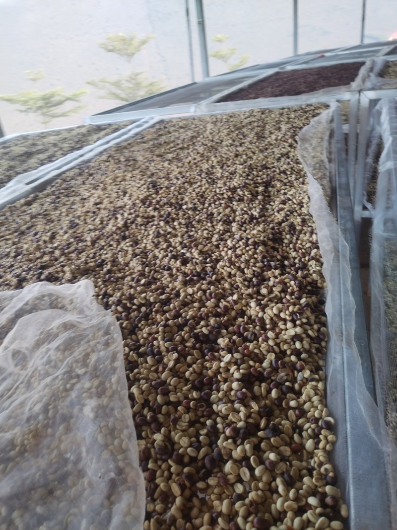 云南高海拔高山全红果卡蒂姆咖啡生豆批发精品